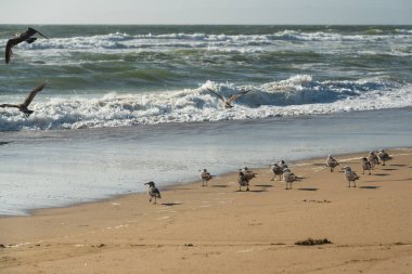 Sahildeki martı sürüsü. Arka planda fırtınalı okyanus dalgaları
