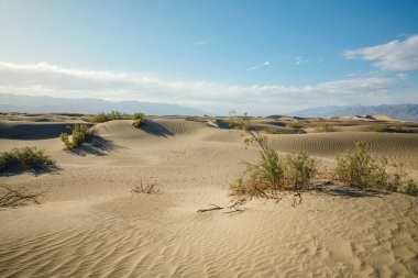 Ölüm Vadisi Ulusal Parkı 'ndaki Mesquite Düz Kum Tepeleri, yerel bitkiler ve arka planda güzel bulutlu gökyüzü.
