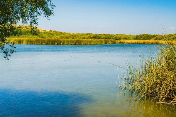Paisaje Tranquilo Con Lago Azul Juncos Plantas Pantano Borde Del —  Fotos de Stock