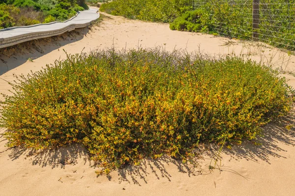 Sanddünen Und Rotkrautpflanzen Rotkraut Lotus Scoparius Leuchtend Gelbe Blüten Kalifornisch — Stockfoto