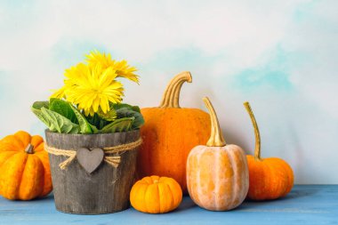 Balkabağı, kabak ve çiçekler. Tahta saksıdaki sarı çiçeklerin ve mavi ahşap arka plandaki sebzelerin güzel kompozisyonu