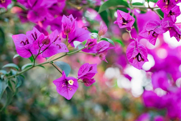 Цветущее Дерево Бугенвиллеа Яркие Тропические Горячие Розовые Цветы Зеленые Листья — стоковое фото