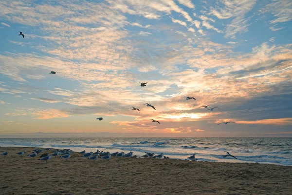 Ηλιοβασίλεμα Στην Παραλία Και Σμήνος Από Γλάρους Ακτές Της Καλιφόρνια — Φωτογραφία Αρχείου