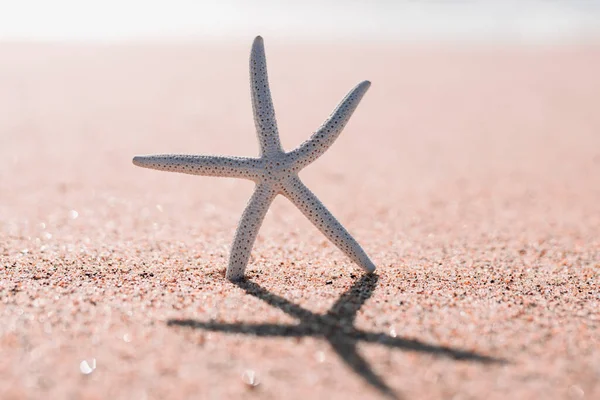 Seestern Strand Sonnigen Tagen Seelandschaft Hintergrund Hellrosa Und Gelben Farben — Stockfoto