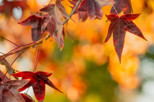 Осенний Цветочный Фон Ветка Кленового Дерева Красивыми Красными Листьями — стоковое фото