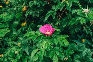Çiçekli gül kalça çalısı sonbaharın başlarında bahçeyi kapatır.
