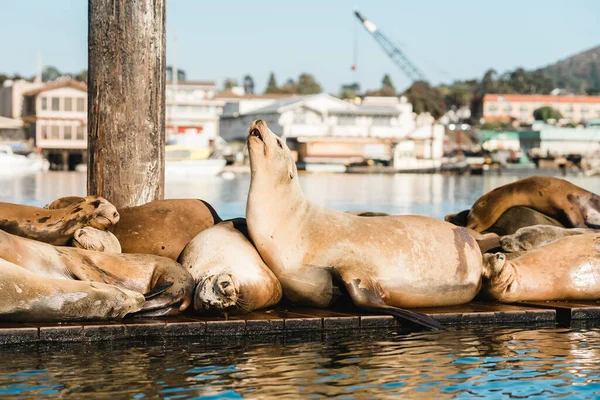 Seelöwen Aus Nächster Nähe Robbenkolonie Morro Bay Kalifornien Central Coast — Stockfoto