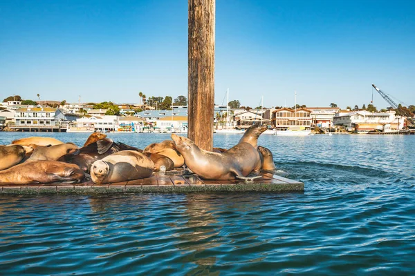 Ein Schwimmendes Dock Mit Seelöwen Und Silhouette Der Stadt Morro — Stockfoto