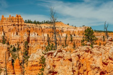Ünlü turistik mekan Bryce Canyon Ulusal Parkı, Kum taşı tepeleri ve çam ağaçları.