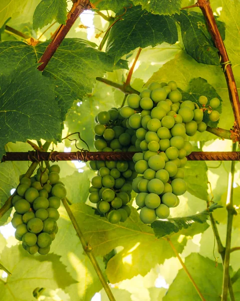 Bunches Green Grapes Vine Close Green Grapes Leaves Garden — Stock Photo, Image