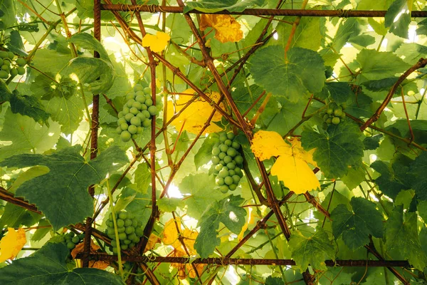 Bunches Green Grapes Vine Close Green Grapes Leaves Garden — Stock Photo, Image