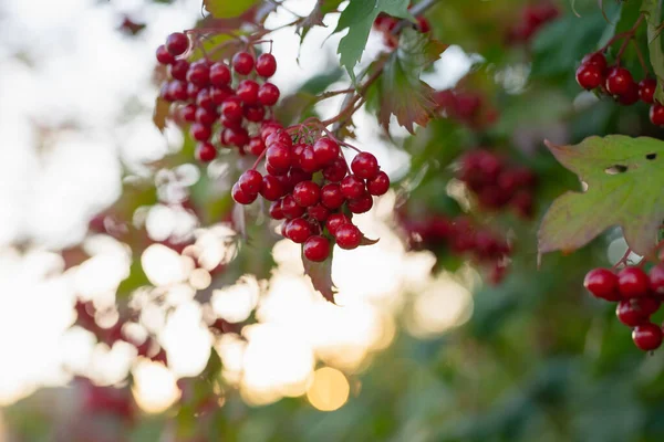 Guelder Rose Berries Planta Ornamental Bonita Con Bayas Jugosas Brillantes — Foto de Stock