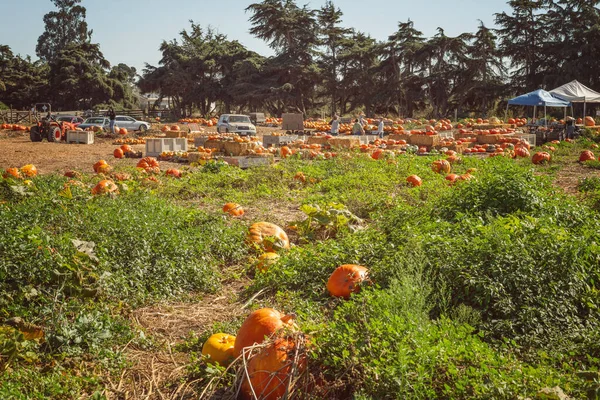 San Luis Obispo California Usa October 2020 Pumpkin Patch Sunshine — 스톡 사진
