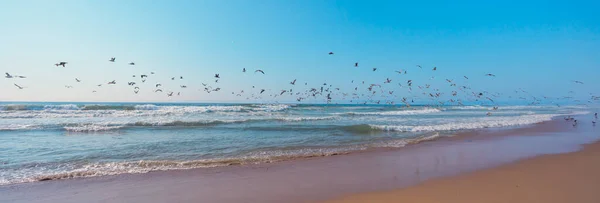 Великая Колония Морских Птиц Пляже Пеликаны Чайки Летающие Над Водой — стоковое фото