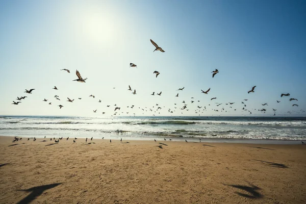 Песчаный Пляж Стадо Птиц Пеликанов Чаек Красивое Центральное Побережье Калифорнии — стоковое фото