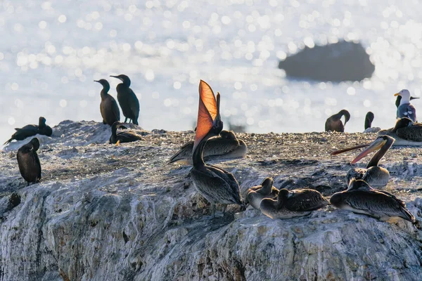 Pelícanos Cima Acantilado Océano Pacífico Costa Central California Colonia Aves —  Fotos de Stock