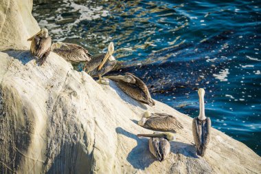 Pasifik Okyanusu, Kaliforniya Merkez Sahili 'ndeki bir uçurumun tepesindeki pelikanlar. Deniz kuşları kolonisi, arka planda güzel deniz suyuyla kapanır.