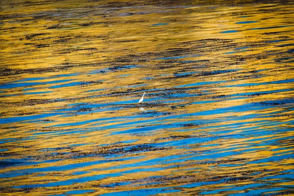 Ocean Waves Sunset White Heron Middle Tranquil Seascape Beautiful Blue — Stock Photo, Image