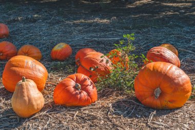 Olgun portakal kabaklarıyla dolu kabak tarlası Sonbahar güneşli gününde