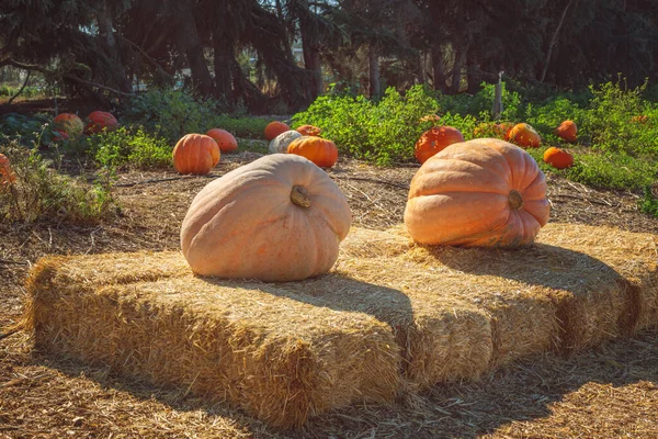 Calabazas Gigantes Heno Bodegón Rústico Otoño —  Fotos de Stock