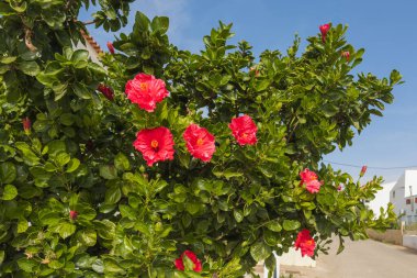 Parlak kırmızı amber çiçekleri güneşli bir günde parlak yeşil yapraklara karşı dururlar..