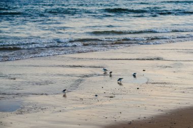 Dalgalar sahili nazikçe dolaşırken küçük sahil kuşları yiyecek için ıslak kumu gagalar..
