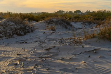Kuru otlar ve dallar yumuşak kum tepeleri boyunca uzanır. Kıyıya yakın altın bir akşam gökyüzünün altında..