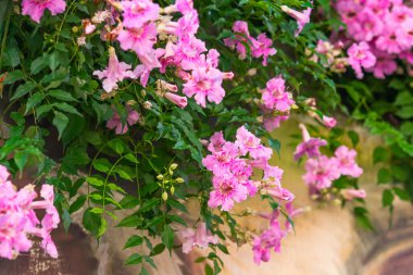 Bereketli yeşil bir sarmaşık canlı pembe trompet şeklindeki çiçeklerle kaplıdır. Yumuşak gün ışığında çiçek açar..