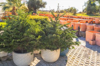 Kumaşlı seramik kaplarda fidan ağaçları arka planda terakotta kapları olan güneşli bir bahçe dükkanında sergileniyor..