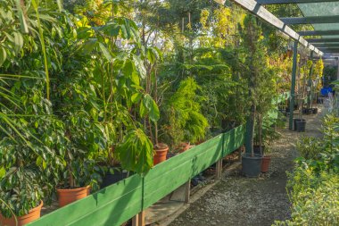 Çeşit çeşit yeşil saksı ağaçları gölgeli bir bahçe yolundaki bir pergola altında sergilenir..