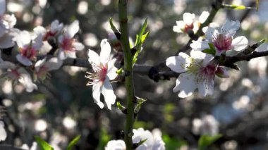 Beyaz ve pembe bahar çiçekleriyle kaplı dal çiçek açan bir meyve bahçesinde güneş ışığıyla aydınlatılır. Yüksek kalite 4k görüntü