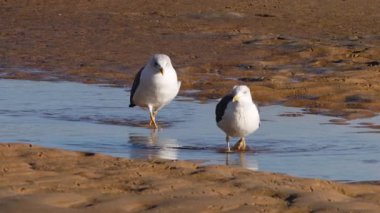 Martılar alçak gelgit sırasında kumlu bir plajın yanında sığ kıyı sularında durup yürürler. Yüksek kalite 4k görüntü