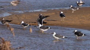 Düzinelerce martı alçak gelgit sırasında sığ suların yanında kıyı şeridi boyunca toplanıyor. Yüksek kalite 4k görüntü