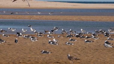 Düzinelerce martı alçak gelgit sırasında sığ suların yanında kıyı şeridi boyunca toplanıyor. Yüksek kalite 4k görüntü
