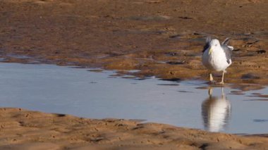 Martı gelgit sırasında çamurlu bir kıyı bölgesi boyunca gel-git havuzunda yürür. Yüksek kalite 4k görüntü