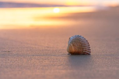 Batan güneş kumsalda altın bir parıltı saçarken bir deniz kabuğu ılık kumda dinleniyor..