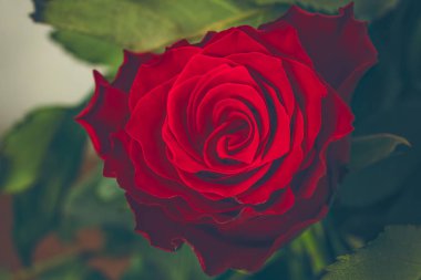 Detaylı kadife yaprakları ve koyu yeşil yaprakları olan canlı kırmızı bir gül..