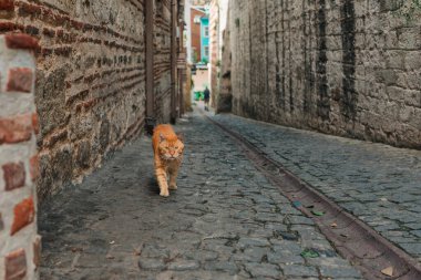 Kızıl bir kedi, İstanbul 'un tarihi taş duvarlarıyla çevrili sakin bir kaldırım taşından yolda güvenle yürüyor.