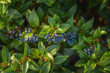 Mavi böğürtlen ve koyu yeşil yapraklarla dolu viburnum çalısı.