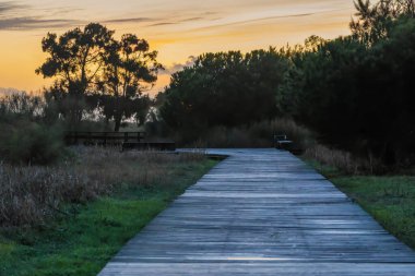Yıpranmış ahşap bir patika, sakin bir altın gün batımında ormanlık bir alana doğru esiyor.