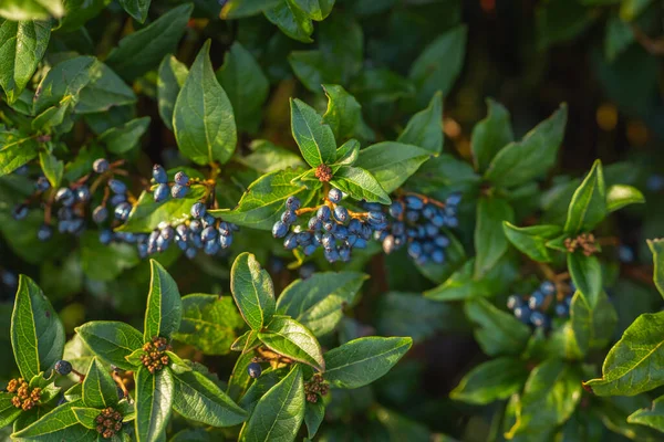Mavi böğürtlen ve koyu yeşil yapraklarla dolu viburnum çalısı.
