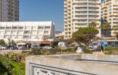 Portimao, Portekiz 'de arka planda kentsel binalar bulunan beton bir tırabzana iki martı tünemiş..