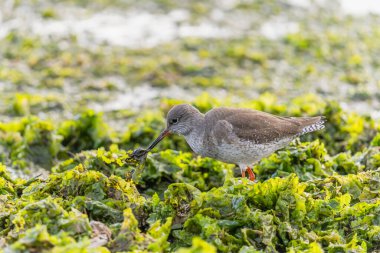Redshank deniz yosunlarından avını çekiyor.