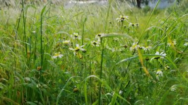 Uzun otlarla dolu yemyeşil çayır ve ılık doğal ışıkta parlayan küçük kır çiçekleri. Yüksek kalite 4k görüntü