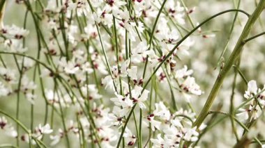 Bal arısı küçük beyaz çiçeklerden nektar topluyor. İnce yeşil sapların arasında kırmızı merkezler var. Yüksek kalite 4k görüntü