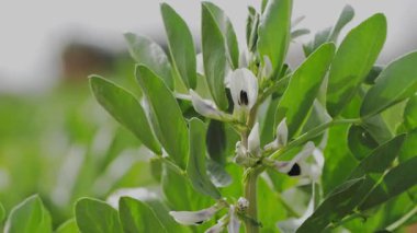 Siyah ve beyaz yapraklı Fava fasulyesi çiçekleri. Yüksek kalite 4k görüntü