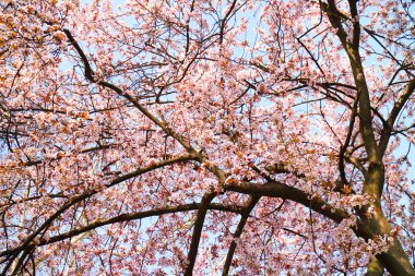 Mavi gökyüzü arka plan bahar çiçekleri