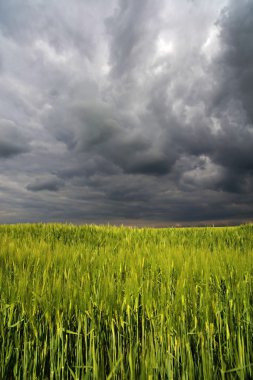 Fırtınalı bulutlar ile yeşil alan