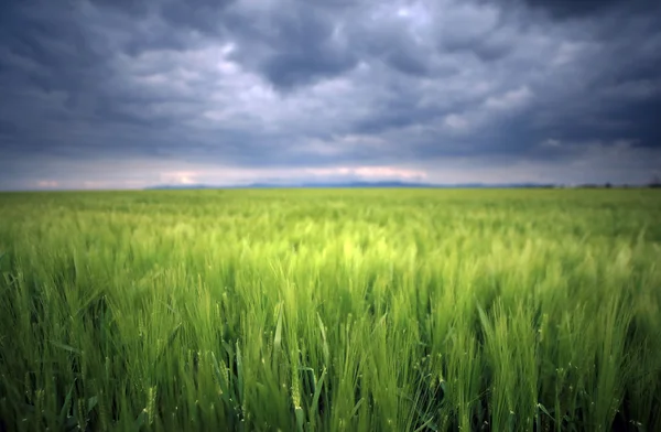 Campo verde com nuvens tempestuosas — Fotografia de Stock