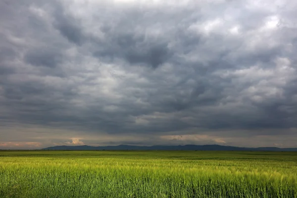 Зеленое поле с грозовыми облаками — стоковое фото